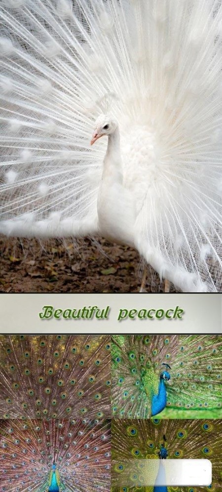 Stock Photo: Beautiful peacock