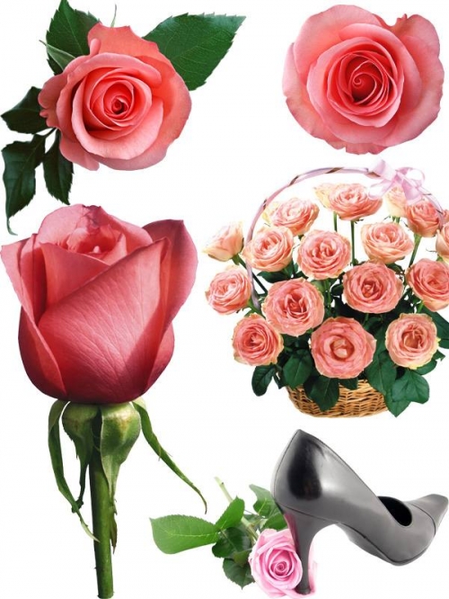 Фотосток: цветы - розовые розы (часть вторая)