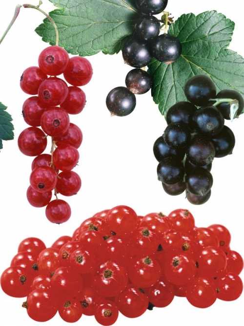 Фотосток: ягоды - смородина черная, красная и белая