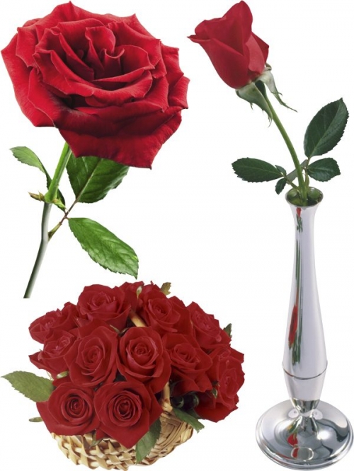 Красная Роза (мега подборка цветов)