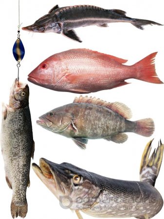 Морские обитатели: Рыба (часть 2)