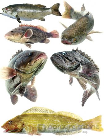 Морские обитатели: Рыба (часть 3)