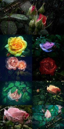 Roses and rain