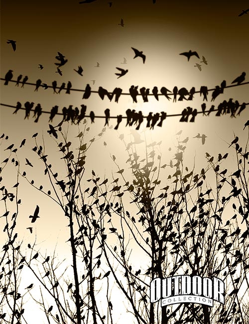  Rons Daviney Birds - ����� ��� �������