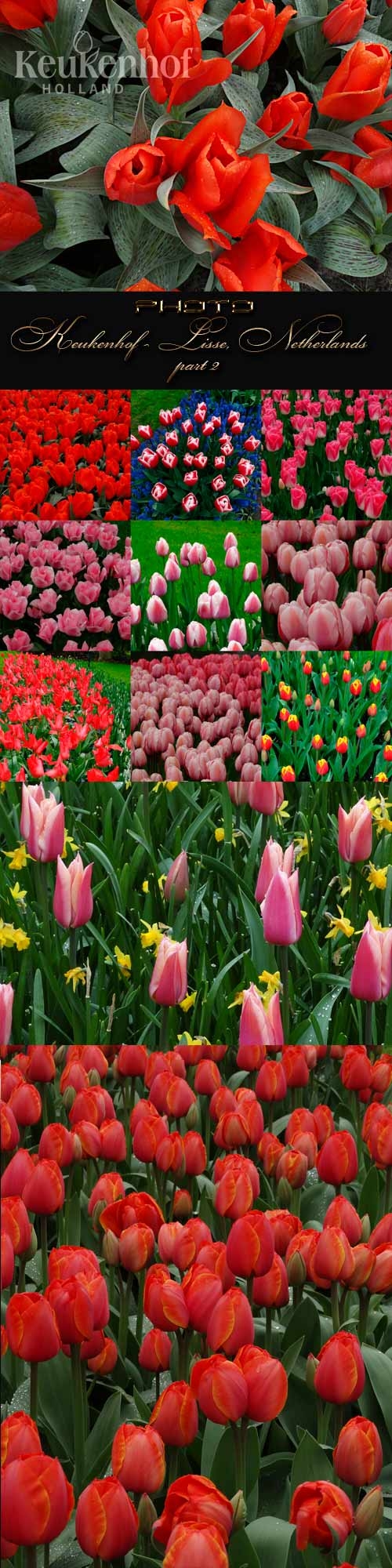 Keukenhof - Lisse, Netherlands part 2