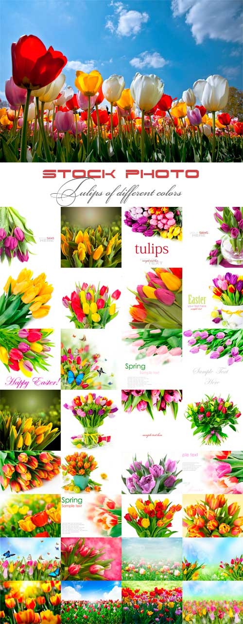 Красивые тюльпаны разных цветов