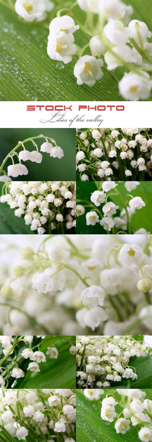 Lilies of the valley. �������