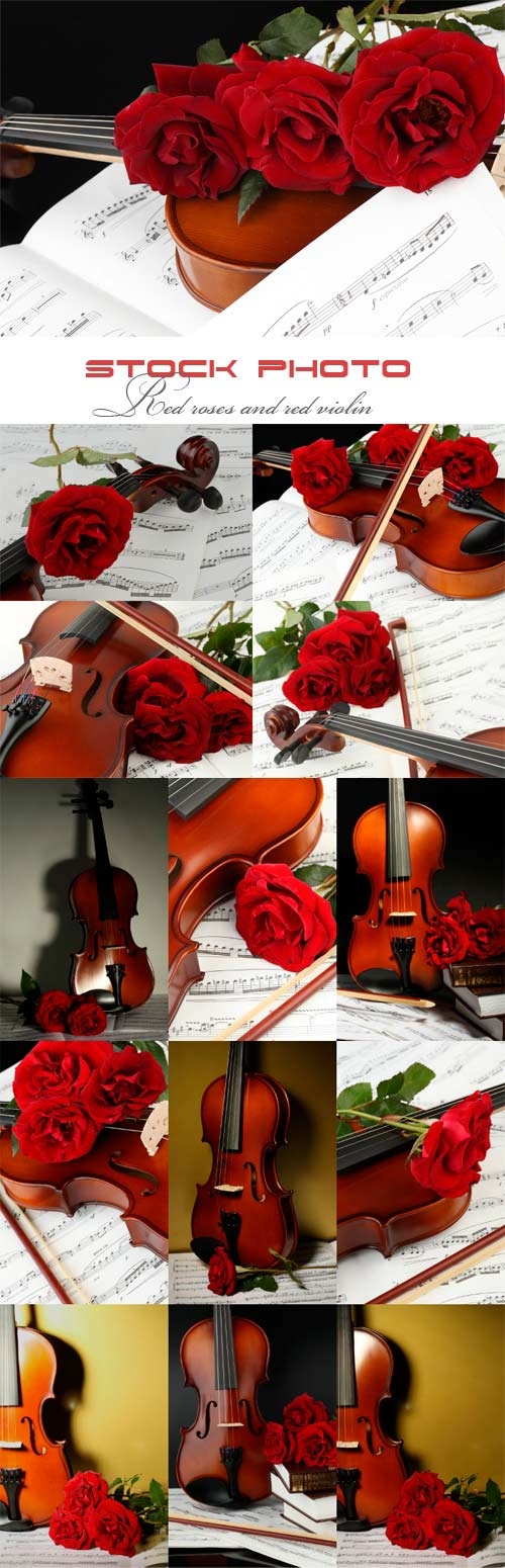 Красные розы и скрипка