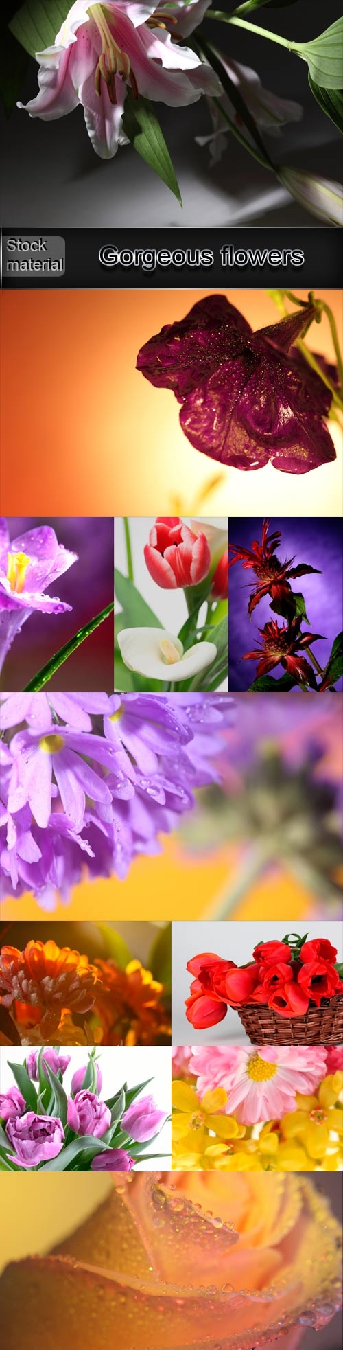 Various gorgeous flowers