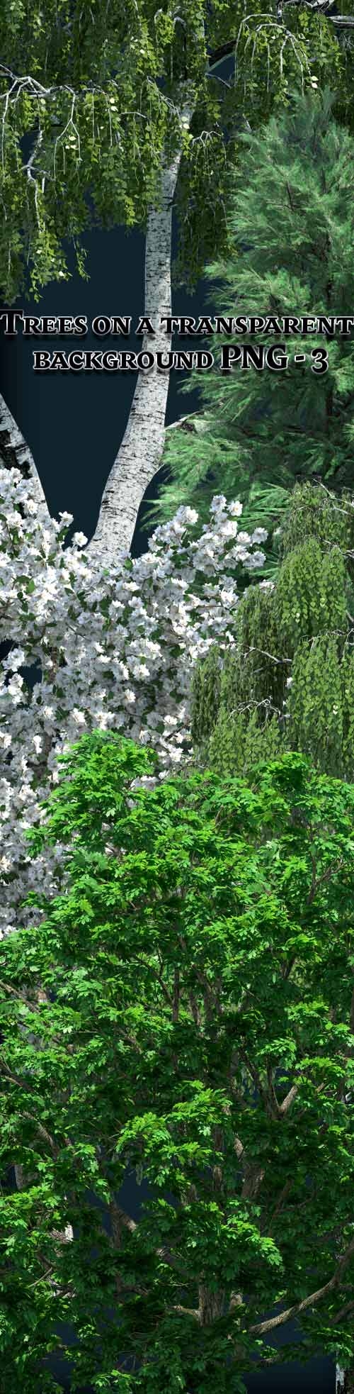 Trees on a transparent background PNG - 3