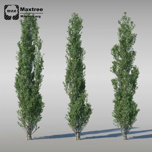 Maxtree � Complete Collection 3D Plants: 3d-������ ��������, ��������������