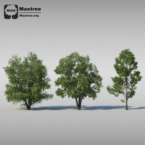 Maxtree � Complete Collection 3D Plants: 3d-������ ��������, ��������������