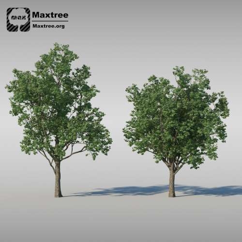 Maxtree � Complete Collection 3D Plants: 3d-������ ��������, ��������������