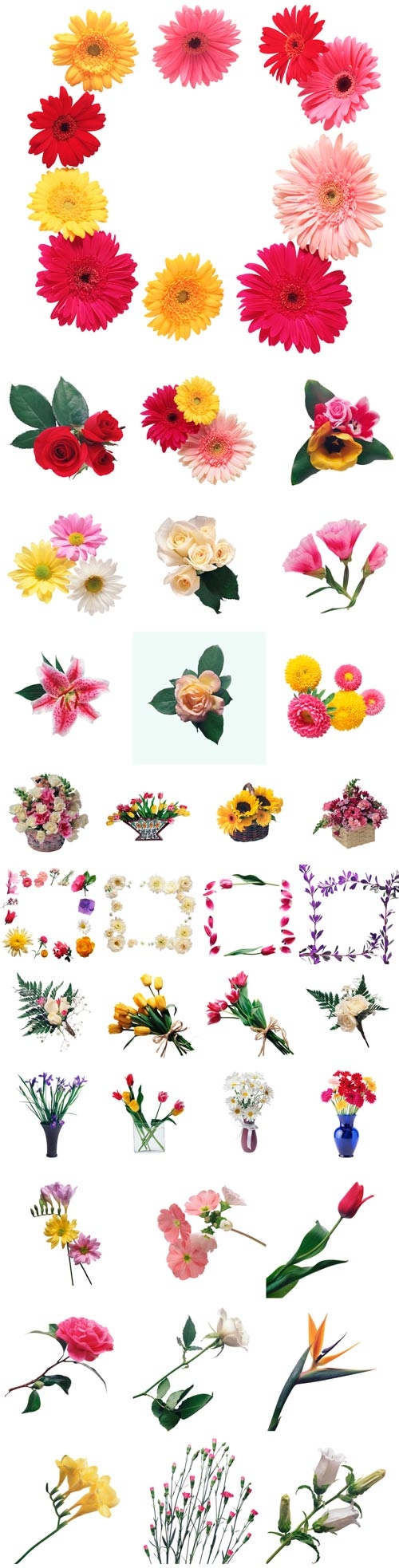 Different flowers on a white background