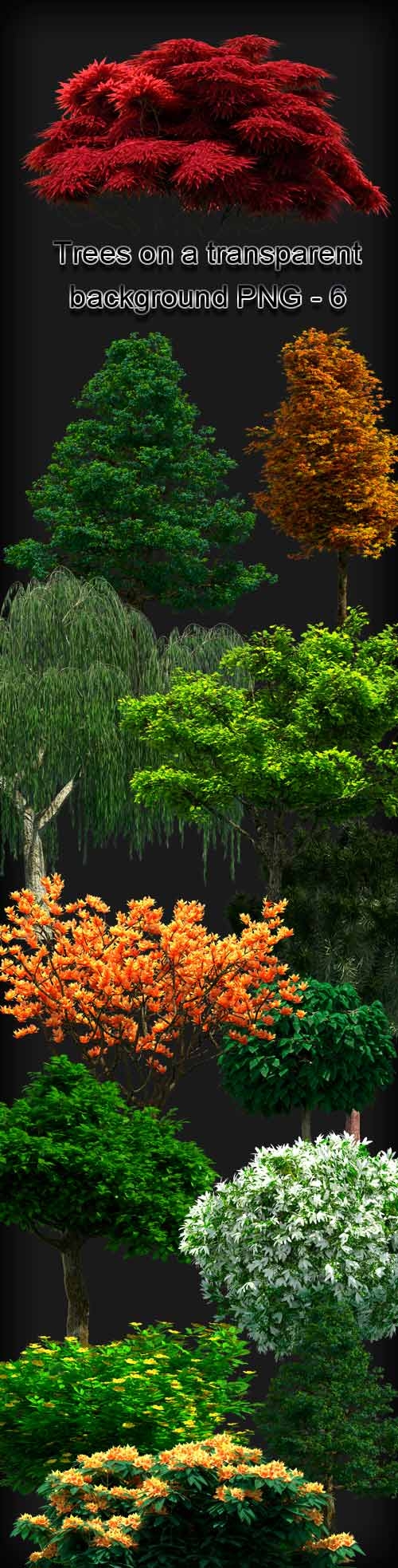 Trees on a transparent background PNG - 6