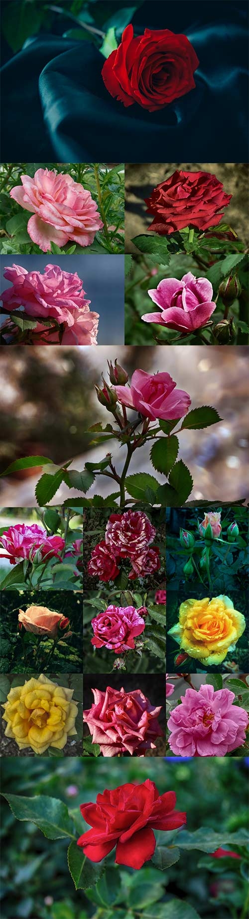 Очаровательные розы