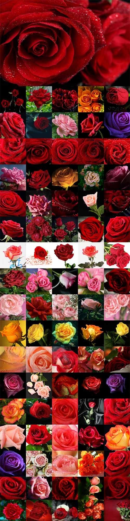 280 beautiful roses